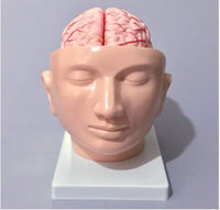 Cabeza con Cerebro Arteria cerebral