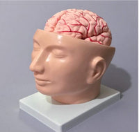 Cabeza con Cerebro Arteria cerebral