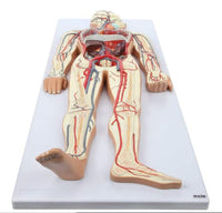 Modelo Anatómico De Sistema Circulatorio Vascular Humano
