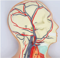 Modelo Anatómico De Sistema Circulatorio Vascular Humano