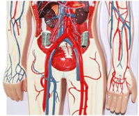 Modelo Anatómico De Sistema Circulatorio Vascular Humano