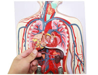 Modelo Anatómico De Sistema Circulatorio Vascular Humano
