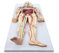 Modelo Anatómico De Sistema Circulatorio Vascular Humano
