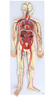 Modelo Anatómico De Sistema Circulatorio Vascular Humano