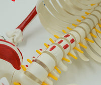 Modelo esqueleto muscular humano de 85cm