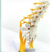 Modelo de vértebra lumbar,(nervio ciático)