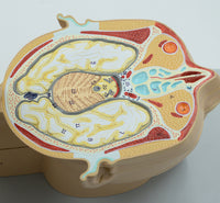 Modelo anatómico de de cabeza en capas