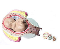 Utero con bebe desmontable