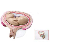 Kit de 8 modelos - Desmontables del Desarrollo fetal embrionario