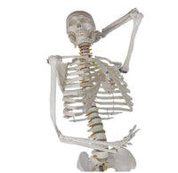 esqueleto humano tamaño real 175 cms