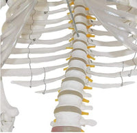 esqueleto humano tamaño real 175 cms