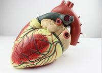 Corazón Humano Magnificado X3 - cardiologia