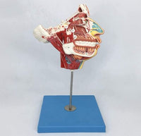 Modelo de Cabeza y Rostro Humano con Vasos sanguíneos y Nervios