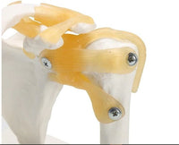 Modelo articulación de hombro