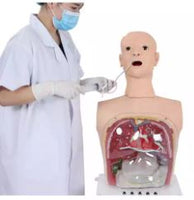 Modelo De Anatomía De Lavado sonda Gastrico Transparente Avanzado simuladores sonda nasogastrica