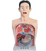 Modelo De Anatomía De Lavado sonda Gastrico Transparente Avanzado simuladores sonda nasogastrica