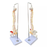 Columna vertebral 45 cm colgante