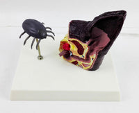 Modelo de anatomía del oído de perro con pulga