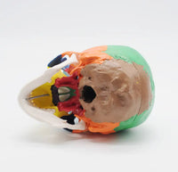 Modelo de craneo ensamblable multicolor