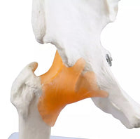 Modelo articulacion de cadera