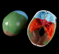 Modelo de craneo ensamblable multicolor