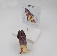 Modelo de anatomía del oído de perro