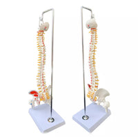 Columna vertebral 45 cm colgante