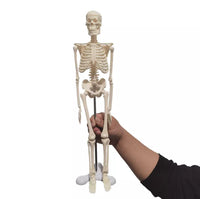 Esqueleto humano natural de 45 cm