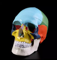 Modelo de craneo ensamblable multicolor