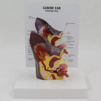 Modelo de anatomía del oído de perro