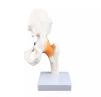 Modelo articulacion de cadera