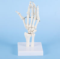 Modelo anatómico articulación de mano humana