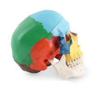 Modelo de craneo ensamblable multicolor