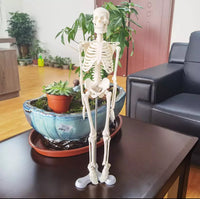 Esqueleto humano natural de 45 cm