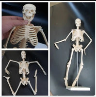 Esqueleto humano natural de 45 cm