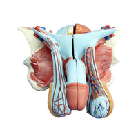 Organo Genital masculino - 4 Piezas