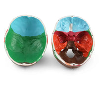 Modelo de craneo ensamblable multicolor