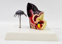 Modelo de anatomía del oído de perro con pulga