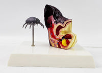 Modelo de anatomía del oído de perro con pulga