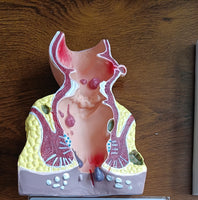 Modelo anatomico patologia del recto hemorroides