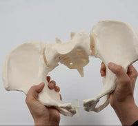 Modelo De Tamaño De La Cadera Cervical Naturales Vascular