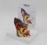 Modelo de anatomía del oído de perro