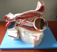 Estructura ocular médica anatomía Orbital Ojo optica