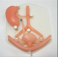 Simulador laparoscopia sistema urinario