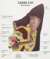 Modelo de anatomía del oído de perro
