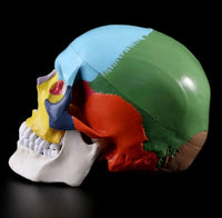 Modelo de craneo ensamblable multicolor