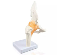 Modelo articulacion de cadera