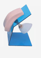 Modelo entrenamiento de cateterismo femenino enema