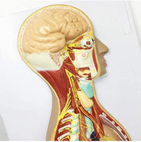 Modelo del Sistema nervioso autonomo