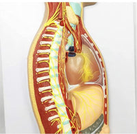 Modelo del Sistema nervioso autonomo